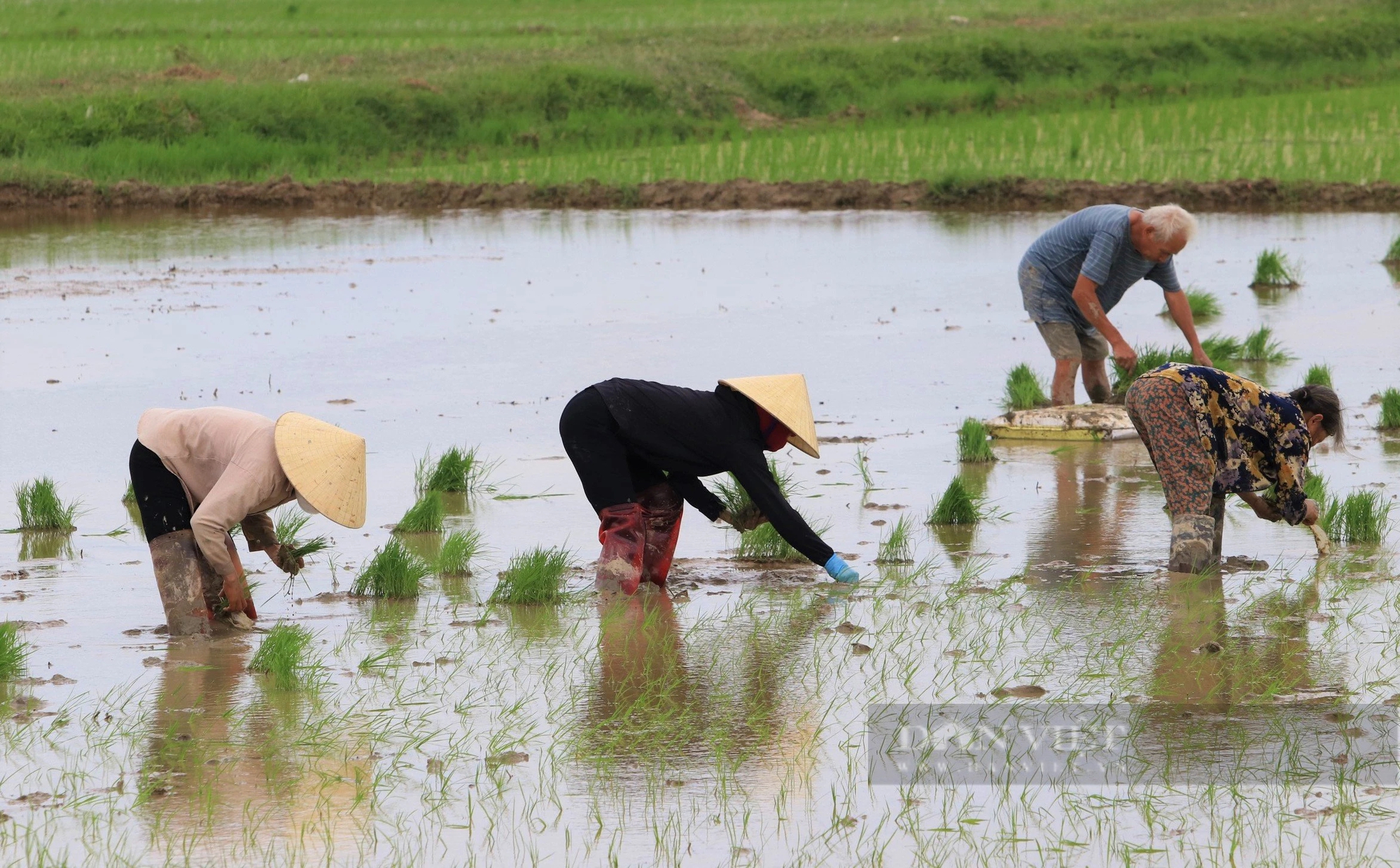 Thợ cấy lúa ở Nghệ An đắt khách, có nơi trả công gần nửa triệu một ngày vẫn khó thuê- Ảnh 1.
