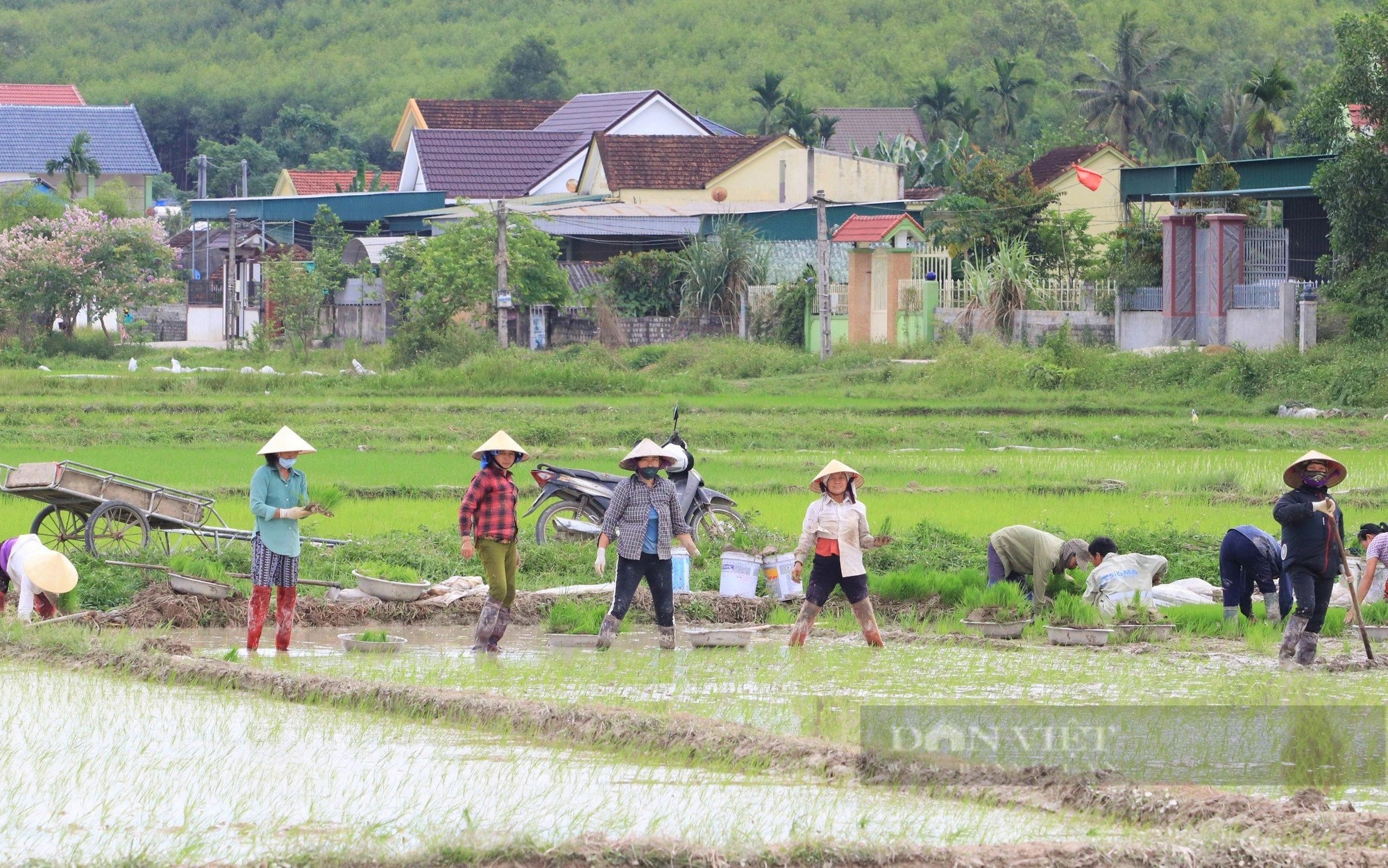 Thợ cấy lúa ở Nghệ An đắt khách, có nơi trả công gần nửa triệu một ngày vẫn khó thuê- Ảnh 2.