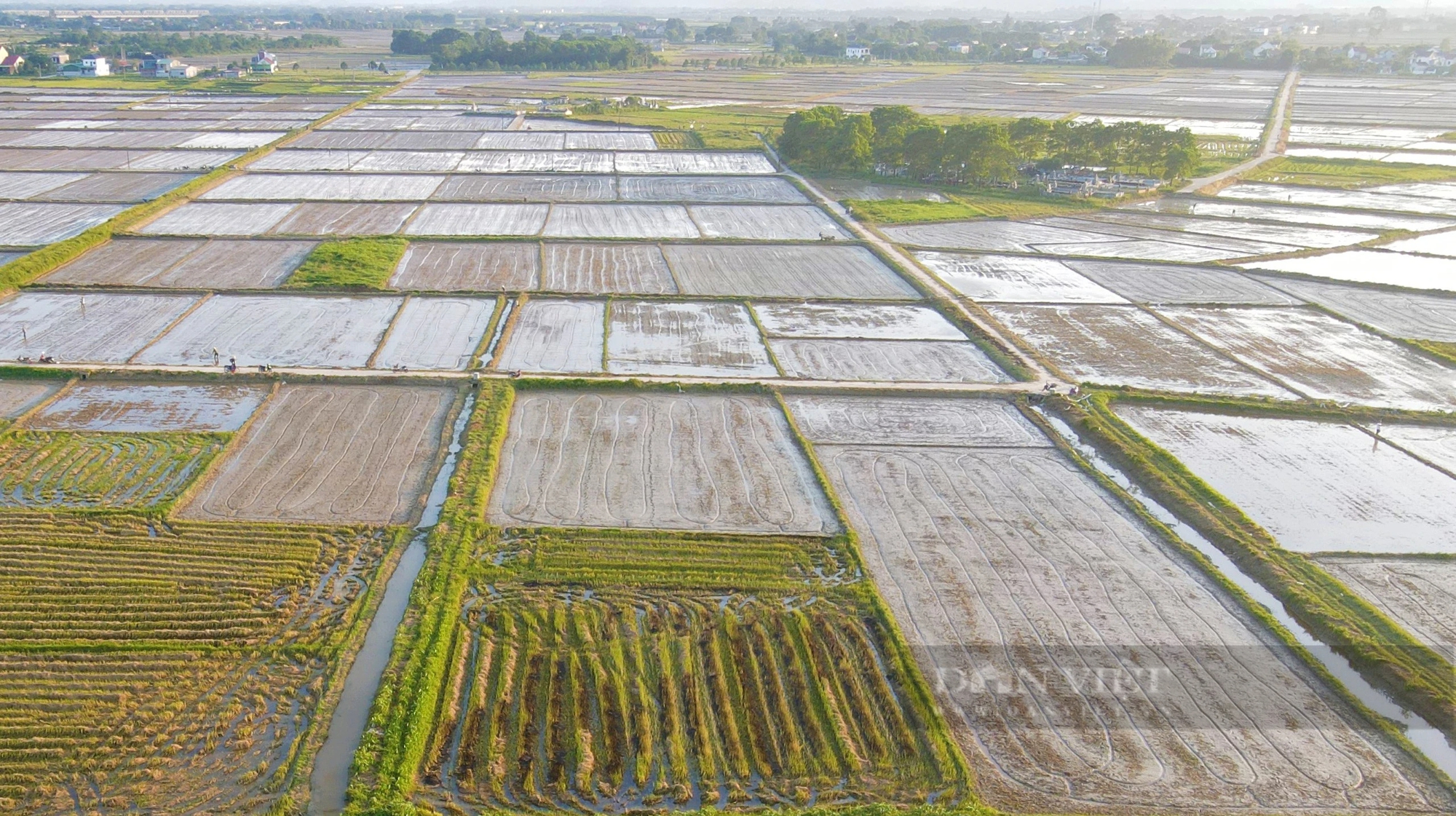 Thợ cấy lúa ở Nghệ An đắt khách, có nơi trả công gần nửa triệu một ngày vẫn khó thuê- Ảnh 3.