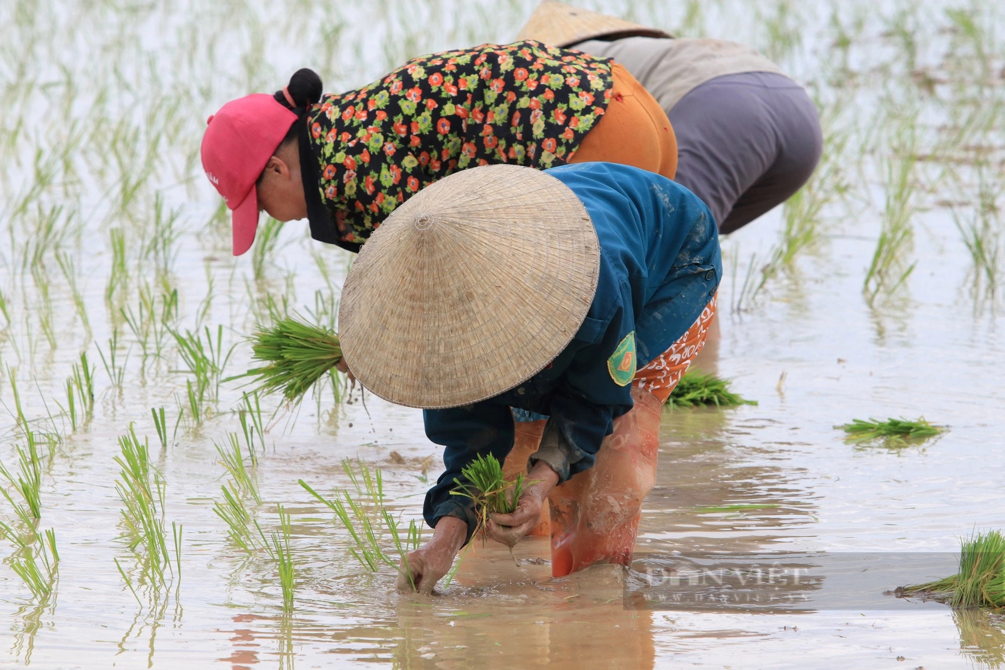 Thợ cấy lúa ở Nghệ An đắt khách, có nơi trả công gần nửa triệu một ngày vẫn khó thuê- Ảnh 4.