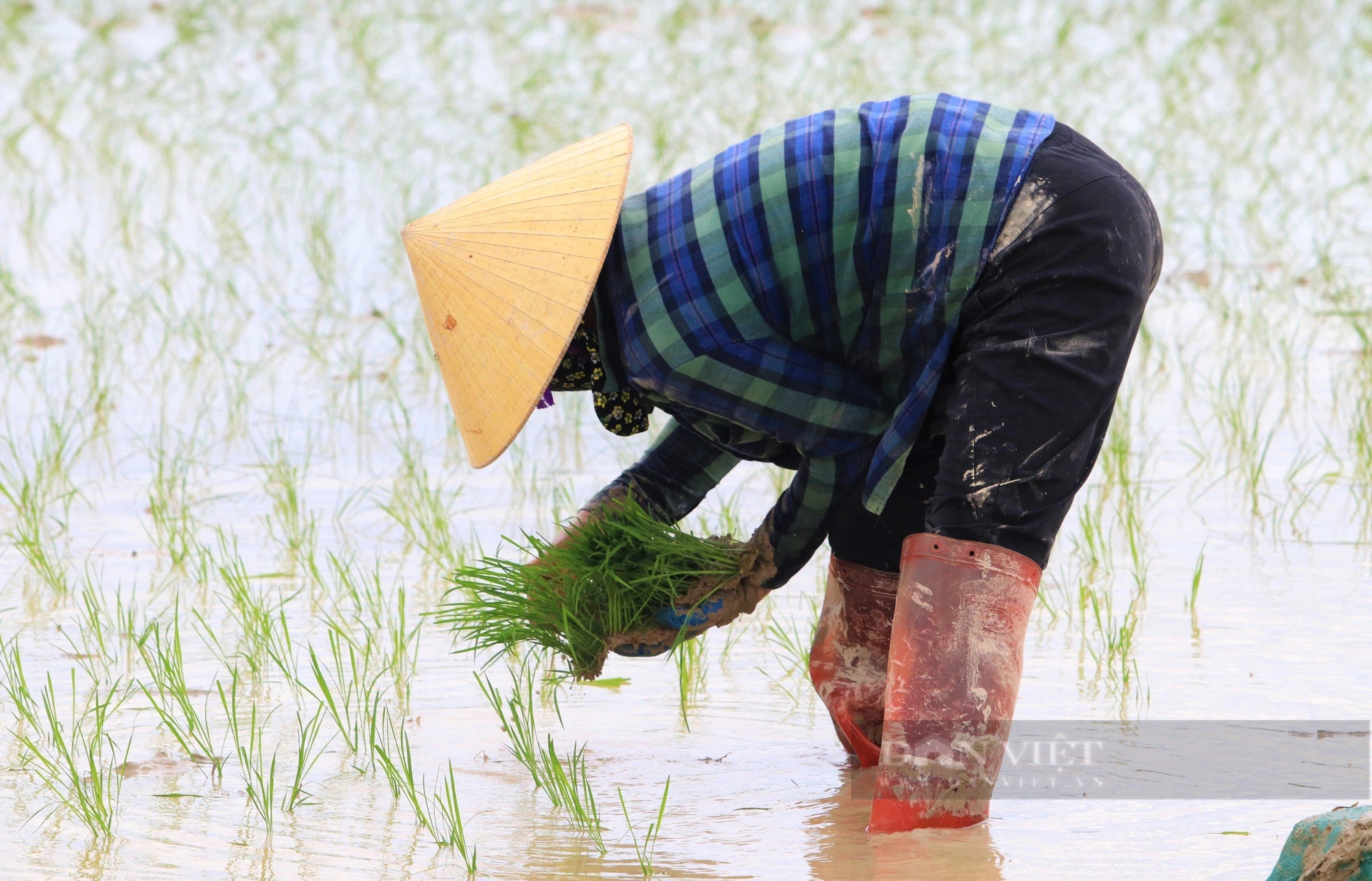 Thợ cấy lúa ở Nghệ An đắt khách, có nơi trả công gần nửa triệu một ngày vẫn khó thuê- Ảnh 5.