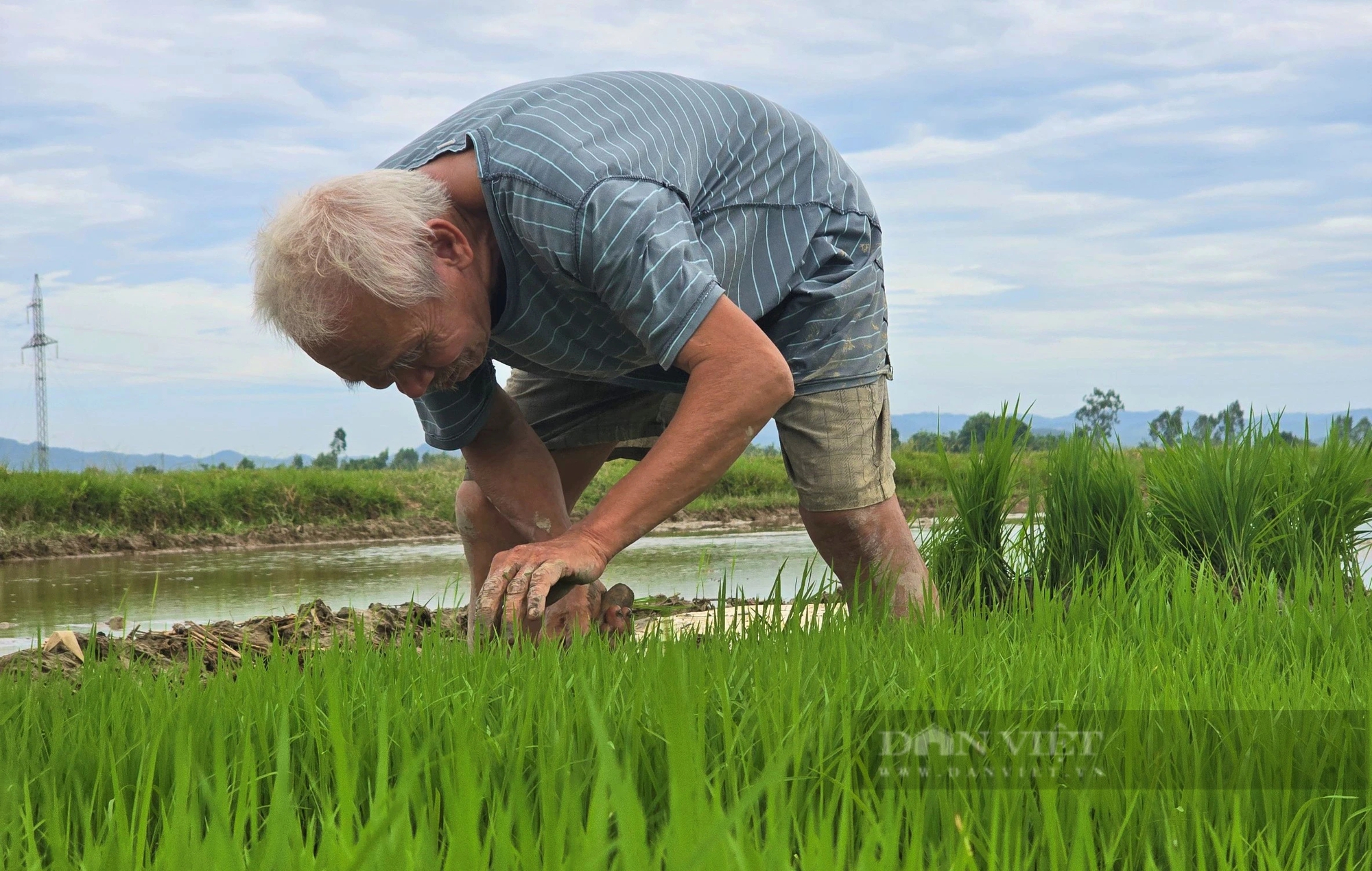 Thợ cấy lúa ở Nghệ An đắt khách, có nơi trả công gần nửa triệu một ngày vẫn khó thuê- Ảnh 8.