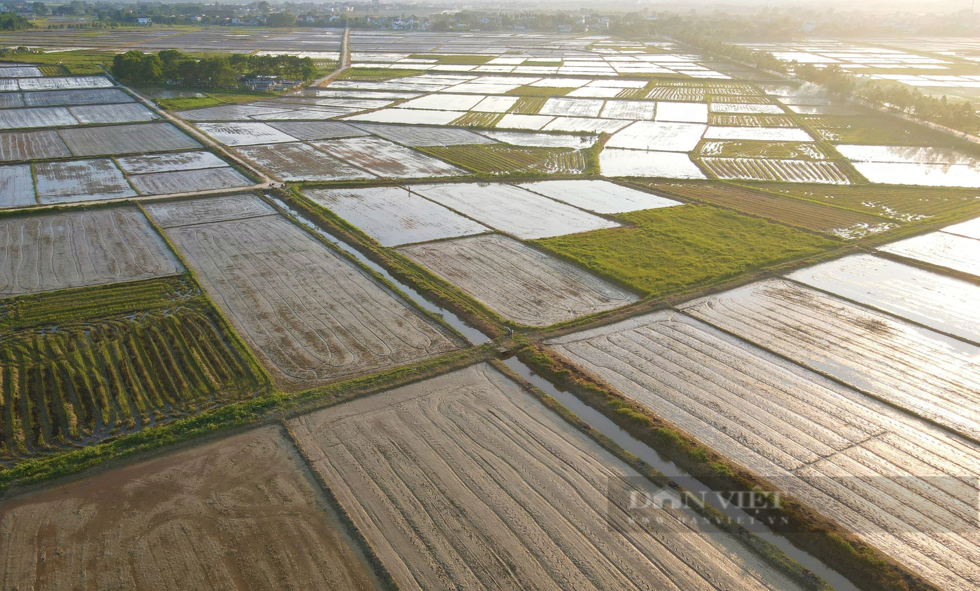 Thợ cấy lúa ở Nghệ An đắt khách, có nơi trả công gần nửa triệu một ngày vẫn khó thuê- Ảnh 9.
