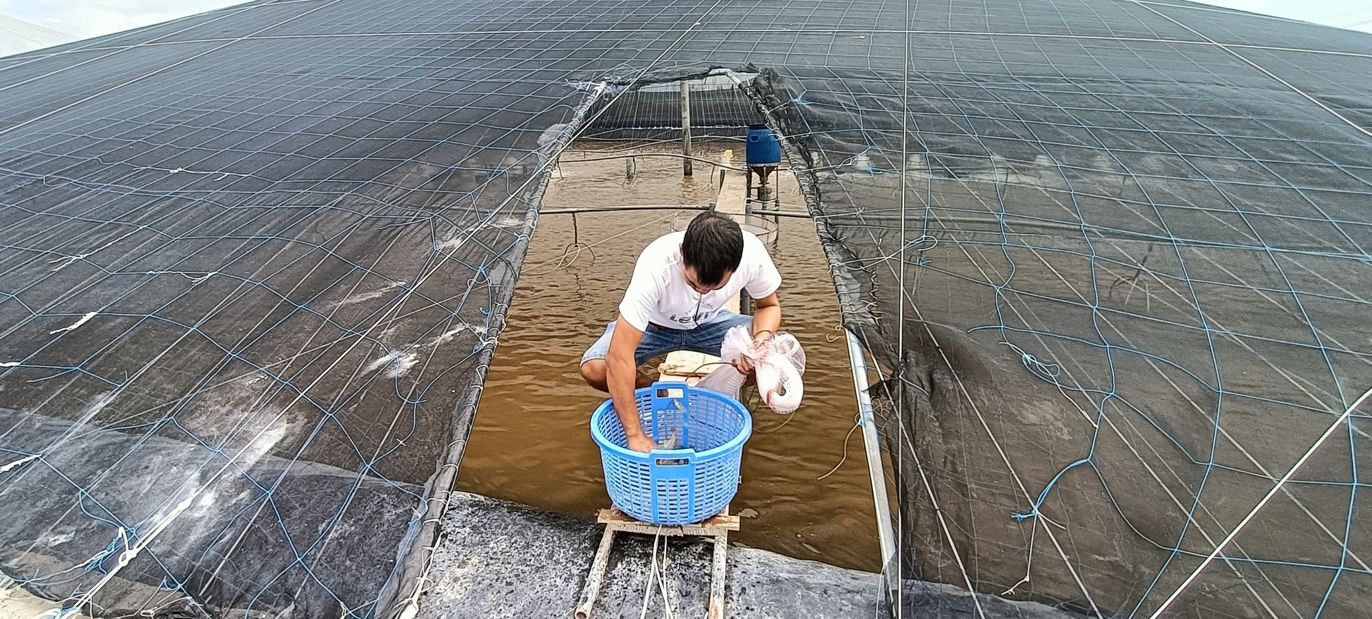 Nông dân nuôi tôm ở Bà Rịa-Vũng Tàu đang lo lắng về một hiện tượng thời tiết này- Ảnh 2.