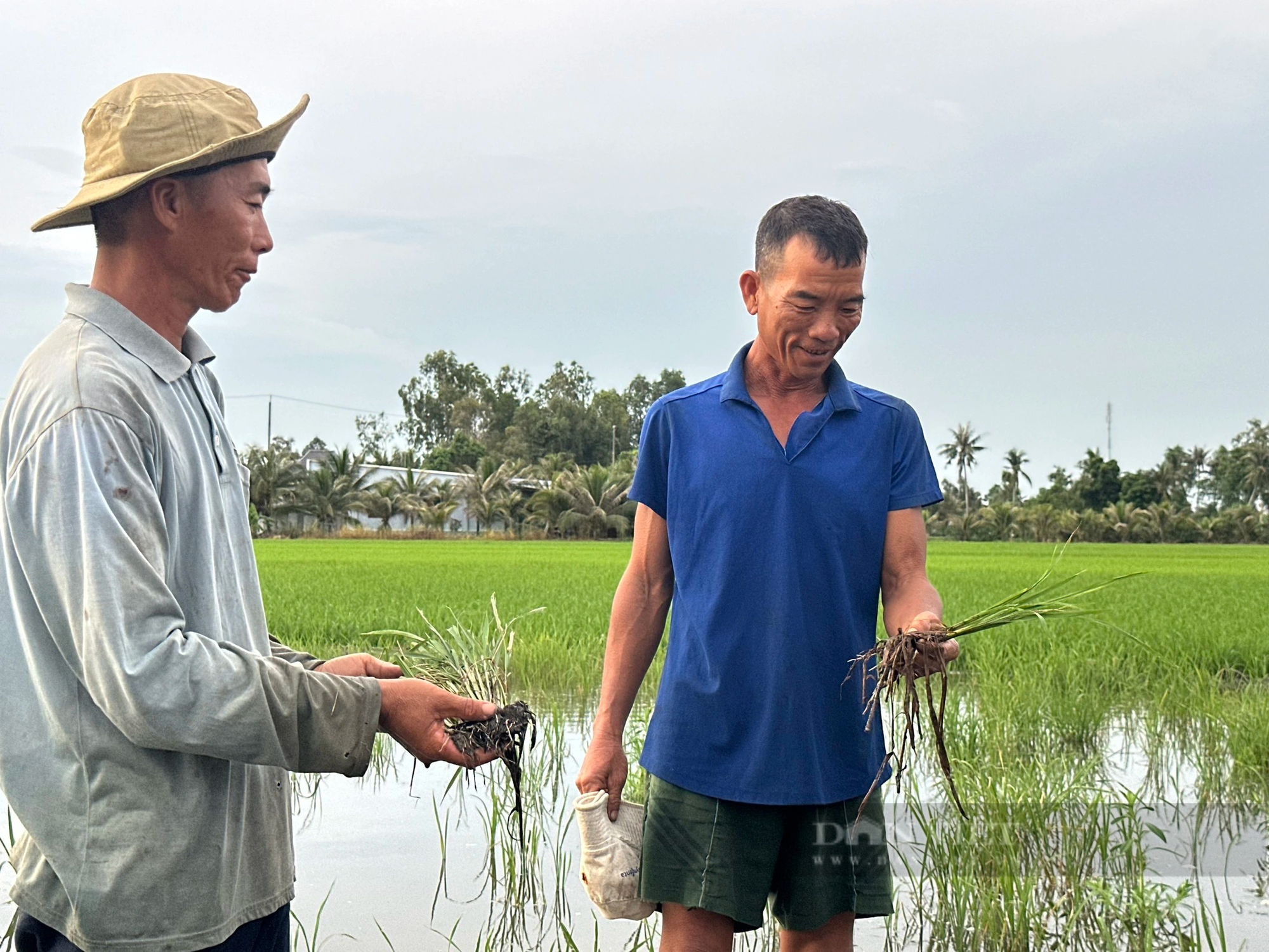 Vụ có hay không lúa chết do làm đường cao tốc ở Hậu Giang: Thủ tướng Phạm Minh Chính chỉ đạo làm rõ- Ảnh 1.