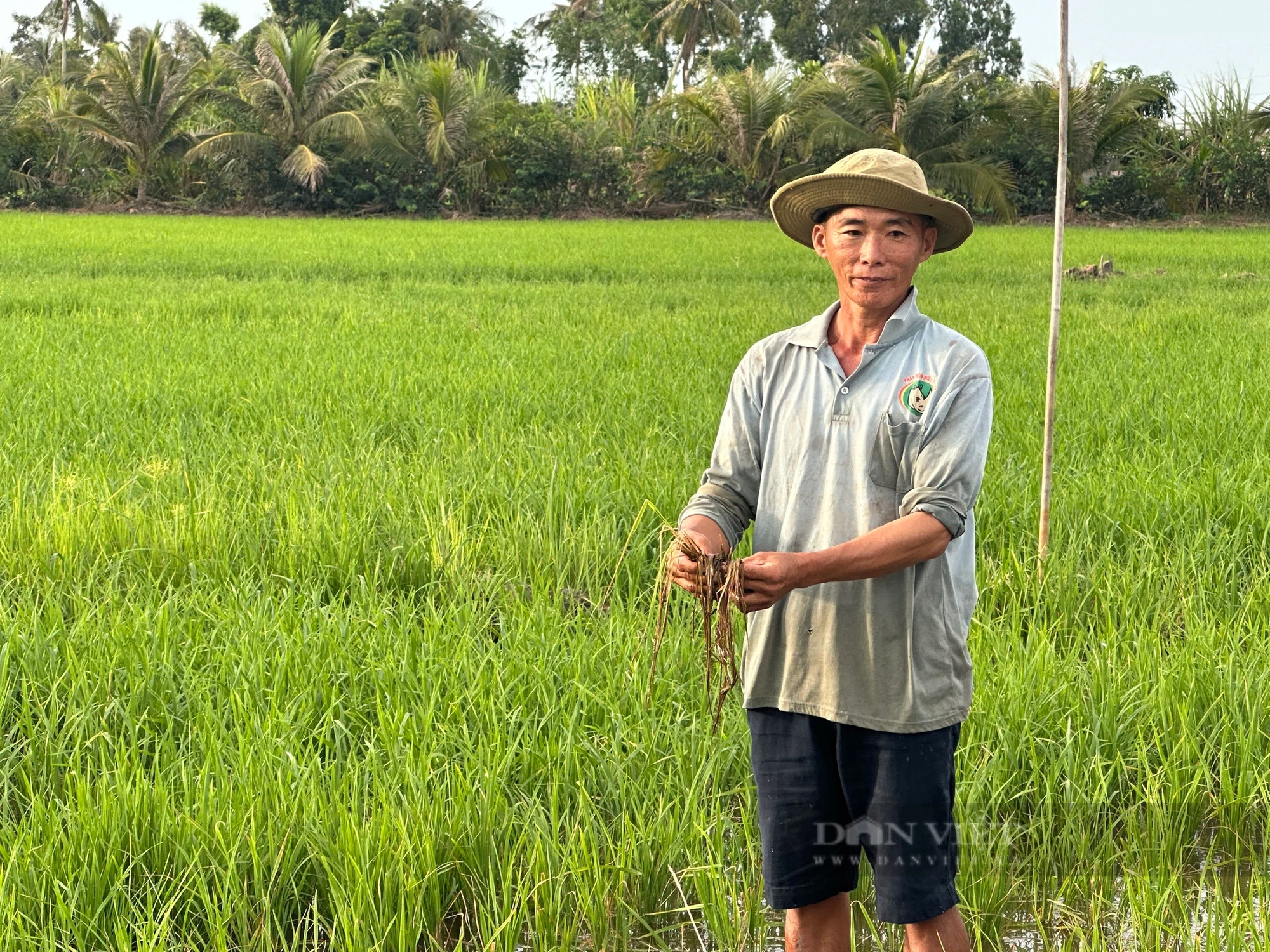 Vụ có hay không lúa chết do làm đường cao tốc ở Hậu Giang: Thủ tướng Phạm Minh Chính chỉ đạo làm rõ- Ảnh 2.