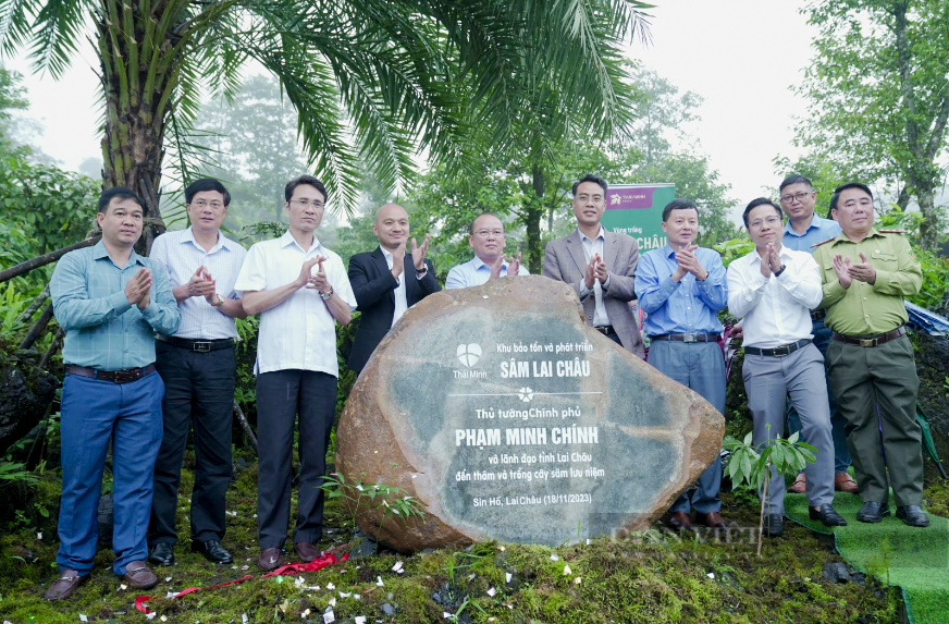 Một vườn trồng sâm ở Lai Châu được chứng nhận mã số quan trọng này- Ảnh 5.