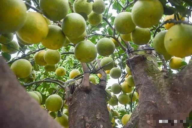 Người xưa dặn: "Nhà trồng 3 cây tài lộc, xuân hoa, thu quả, đón cát tường, chiêu may mắn"- Ảnh 11.