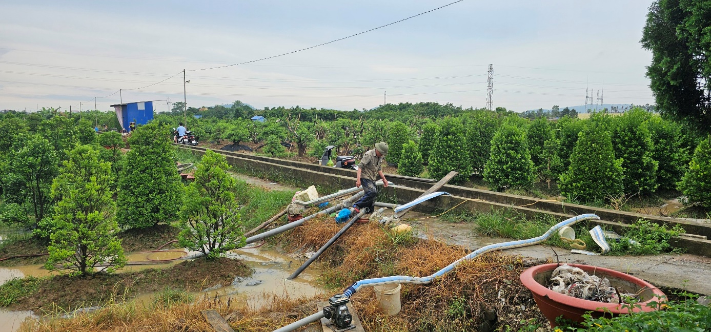 Hải Phòng: Hàng trăm hécta hoa, cây cảnh và hầu hết các tuyến phố nội thành bị ngập úng nặng do mưa lớn- Ảnh 2.