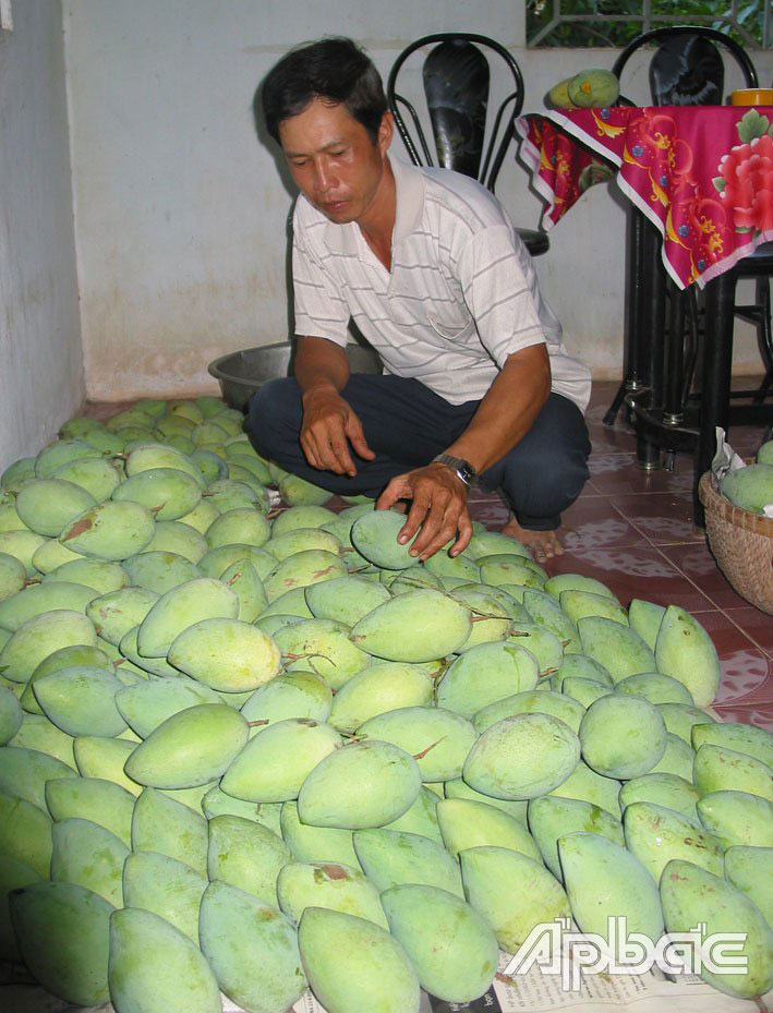 Ít người biết, dưới chân cầu Mỹ Thuận là nơi khai sinh ra loại xoài nổi danh cả Việt Nam, đó là loại xoài gì?- Ảnh 1.