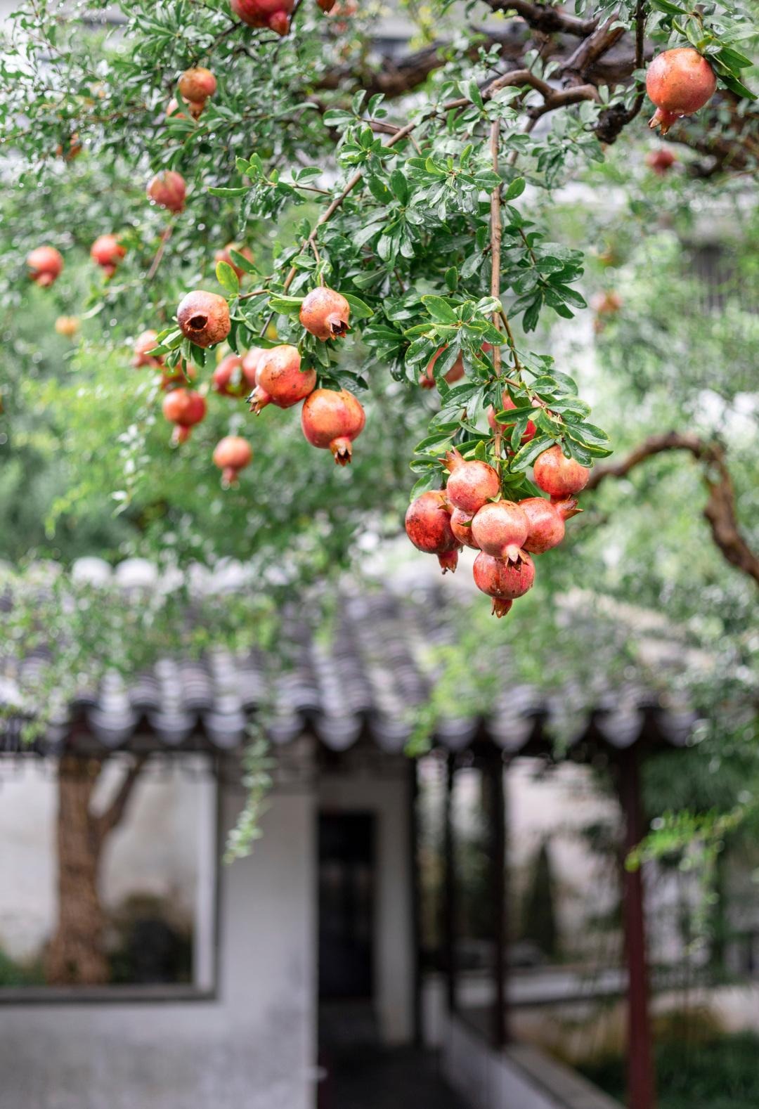 Người xưa dặn: "Nhà trồng 3 cây tài lộc, xuân hoa, thu quả, đón cát tường, chiêu may mắn"- Ảnh 6.