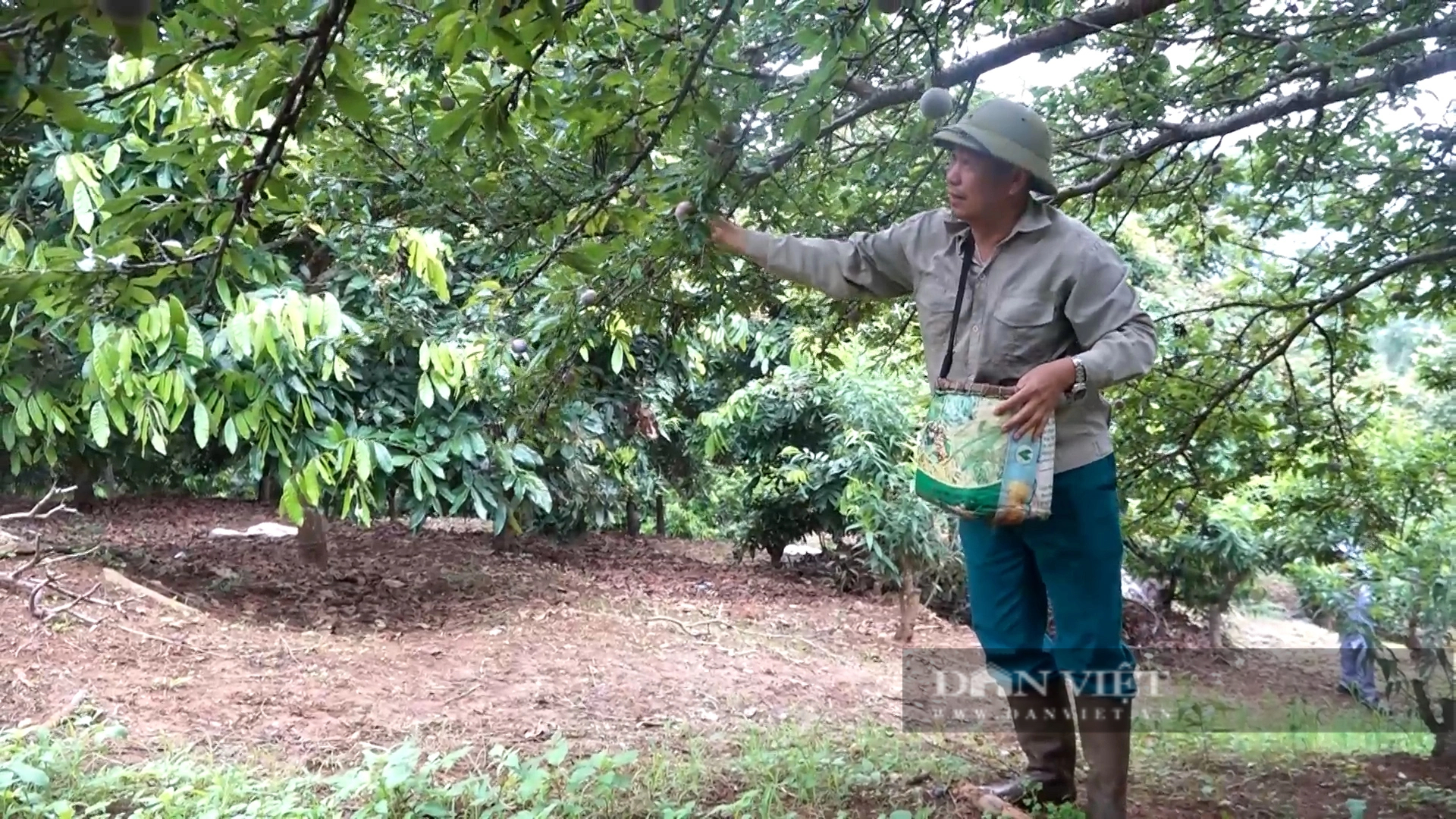 Đây là loại mận giúp nông dân một xã ở Yên Bái đổi đời, cây thấp tè đã ra trái quá trời!- Ảnh 1.