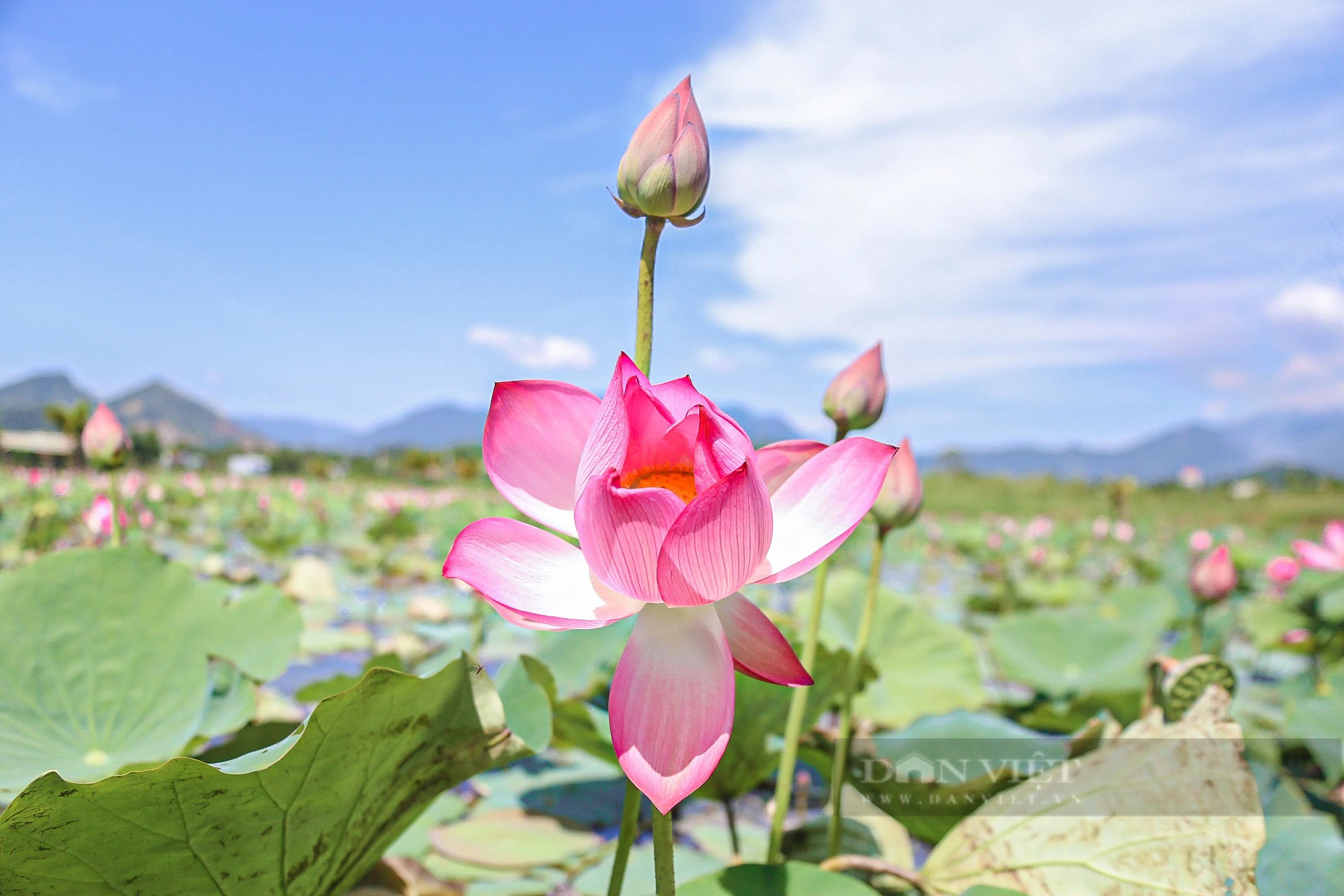 Mê mẩn cánh đồng sen lá xanh, bông hồng tuyệt đẹp tại Đà Nẵng- Ảnh 4.