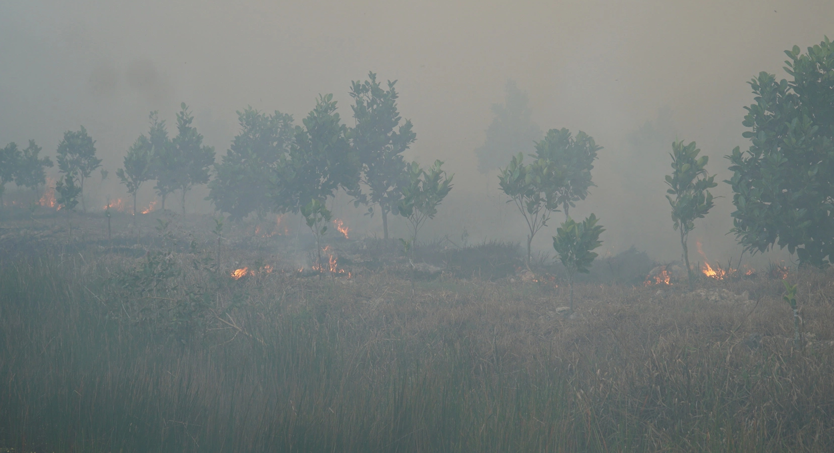 Cháy ở Vườn quốc gia Tràm Chim (Đồng Tháp): Gió lớn khiến lửa bùng phát mạnh- Ảnh 2.