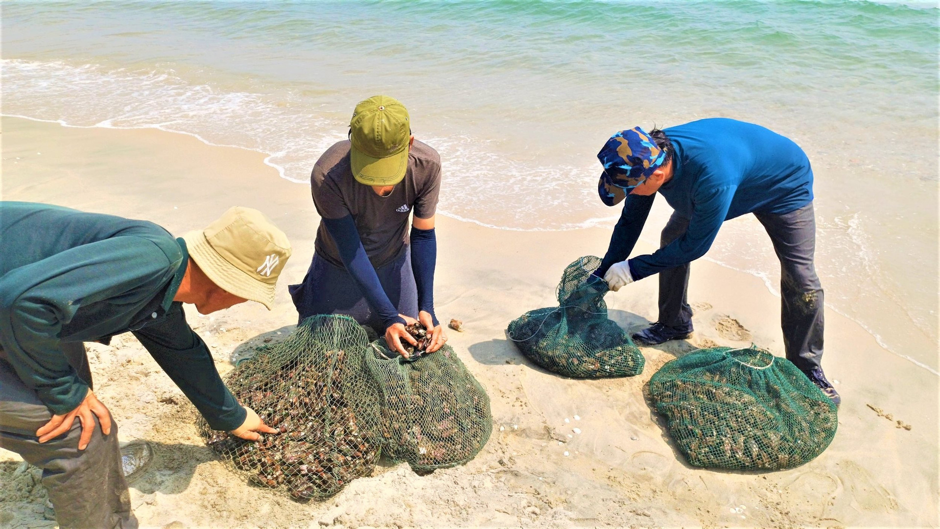 Một loài hải sản bu kín vào xác tàu đắm, kè đá, ngày ngày, ngư dân Quảng Nam lặn biển đi bắt thu tiền triệu- Ảnh 1.