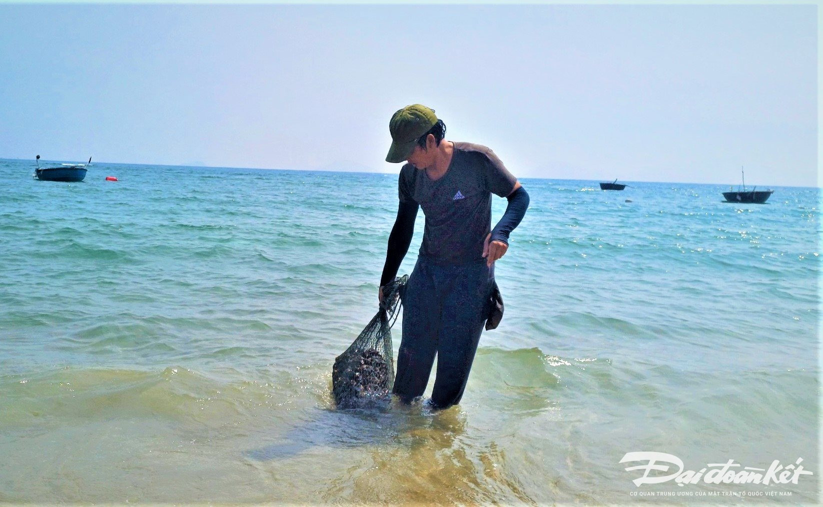 Một loài hải sản bu kín vào xác tàu đắm, kè đá, ngày ngày, ngư dân Quảng Nam lặn biển đi bắt thu tiền triệu- Ảnh 3.