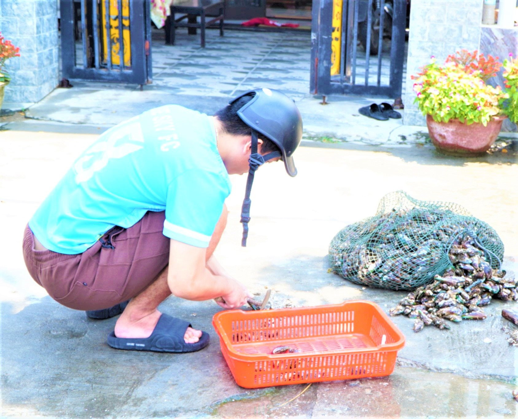 Một loài hải sản bu kín vào xác tàu đắm, kè đá, ngày ngày, ngư dân Quảng Nam lặn biển đi bắt thu tiền triệu- Ảnh 7.