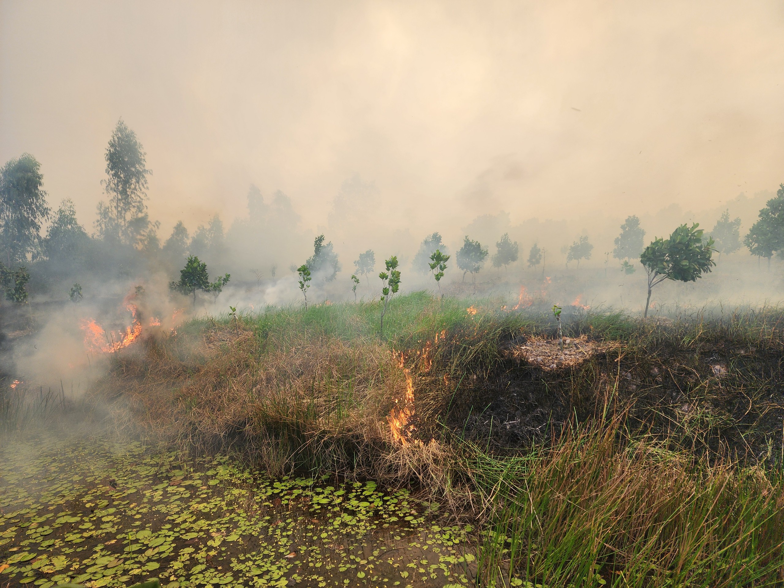 Cháy ở Vườn quốc gia Tràm Chim (Đồng Tháp): Gió lớn khiến lửa bùng phát mạnh- Ảnh 3.