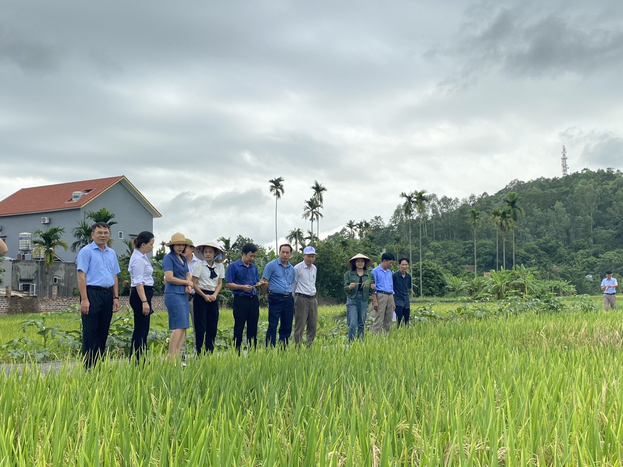 Hội Nông dân Hải Phòng tham gia giám sát việc quản lý, sử dụng đất trồng lúa tại huyện Thủy Nguyên- Ảnh 1.