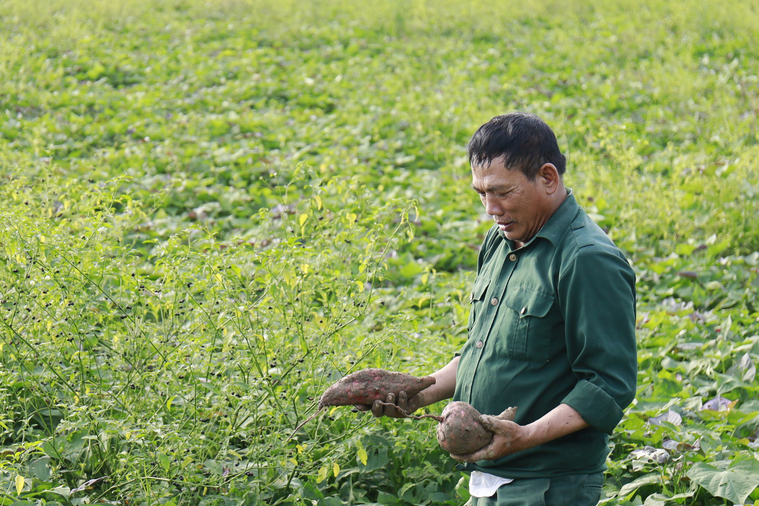 5 tấn khoai lang của nông dân Hải Dương được Báo NTNN/Dân Việt hỗ trợ tiêu thụ đợt 1- Ảnh 4.