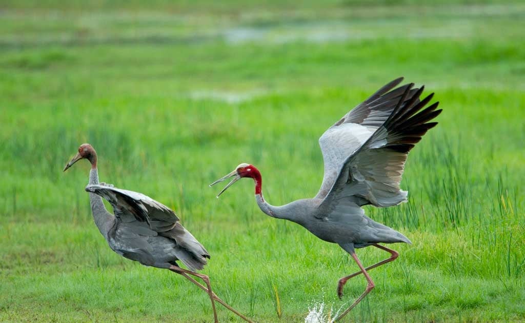 Cháy ở Vườn Quốc gia Tràm Chim, Cục Kiểm lâm nói gì về việc ảnh hưởng đến một loài động vật hoang dã?- Ảnh 2.