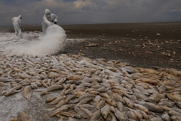 Hạn hán và nắng nóng khốc liệt, cá chết phủ kín đầm phá ở Mexico- Ảnh 15.