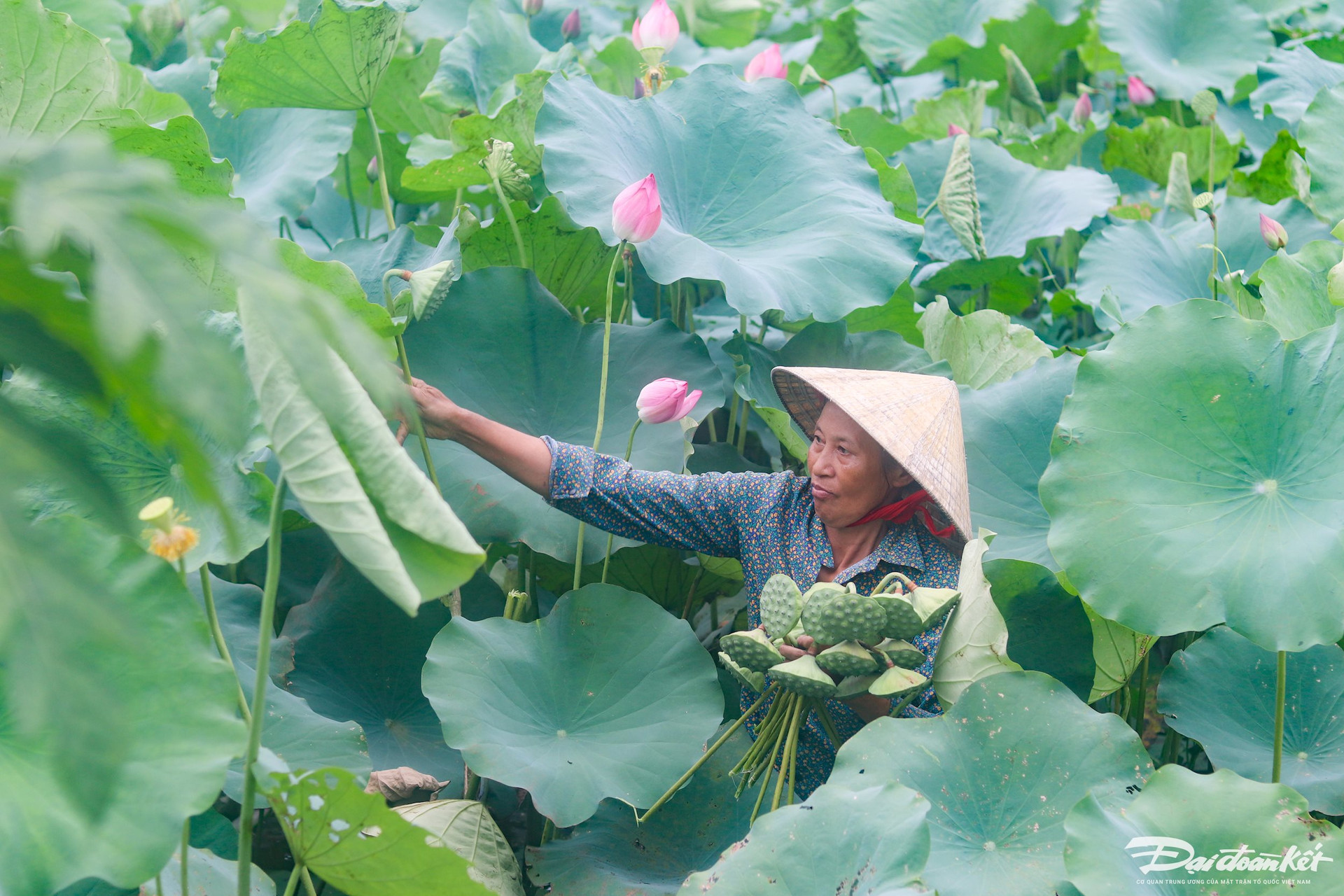 Bên trong thành nhà Hồ ở Thanh Hóa trồng loại hoa sen cổ, mùi thơm ngào ngạt, dân tình tha hồ chụp ảnh- Ảnh 5.