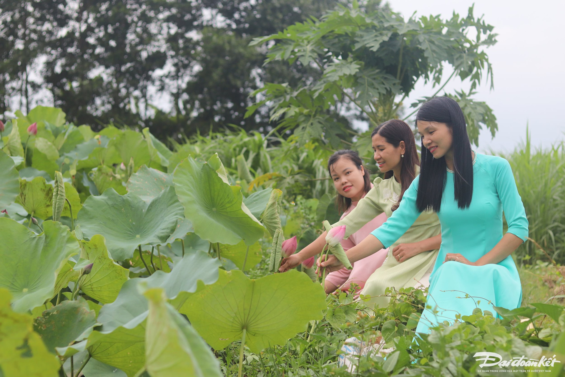 Bên trong thành nhà Hồ ở Thanh Hóa trồng loại hoa sen cổ, mùi thơm ngào ngạt, dân tình tha hồ chụp ảnh- Ảnh 4.