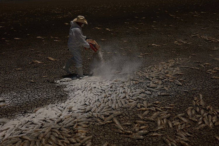 Hạn hán và nắng nóng khốc liệt, cá chết phủ kín đầm phá ở Mexico- Ảnh 3.