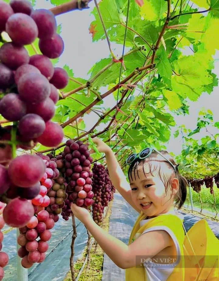 Trồng thứ cây quý tộc vừa bán trái vừa cho khách tham quan, anh nông dân Thanh Hóa thu 400 triệu- Ảnh 6.