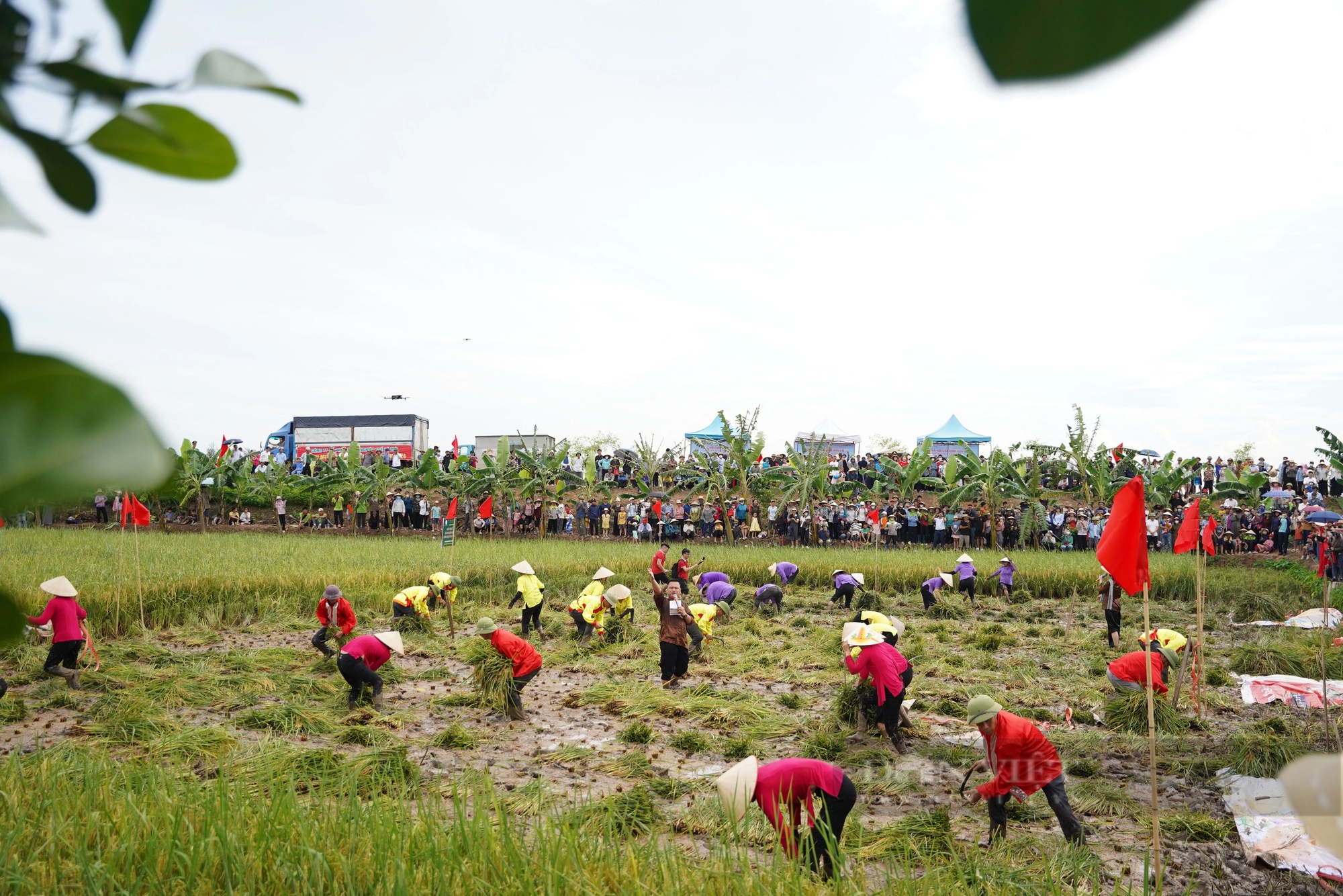 Một huyện của tỉnh Hải Dương, tổ chức ngày hội cho cây lúa, con rươi, Bộ trưởng Bộ NNPTNT đến tận nơi xem- Ảnh 7.