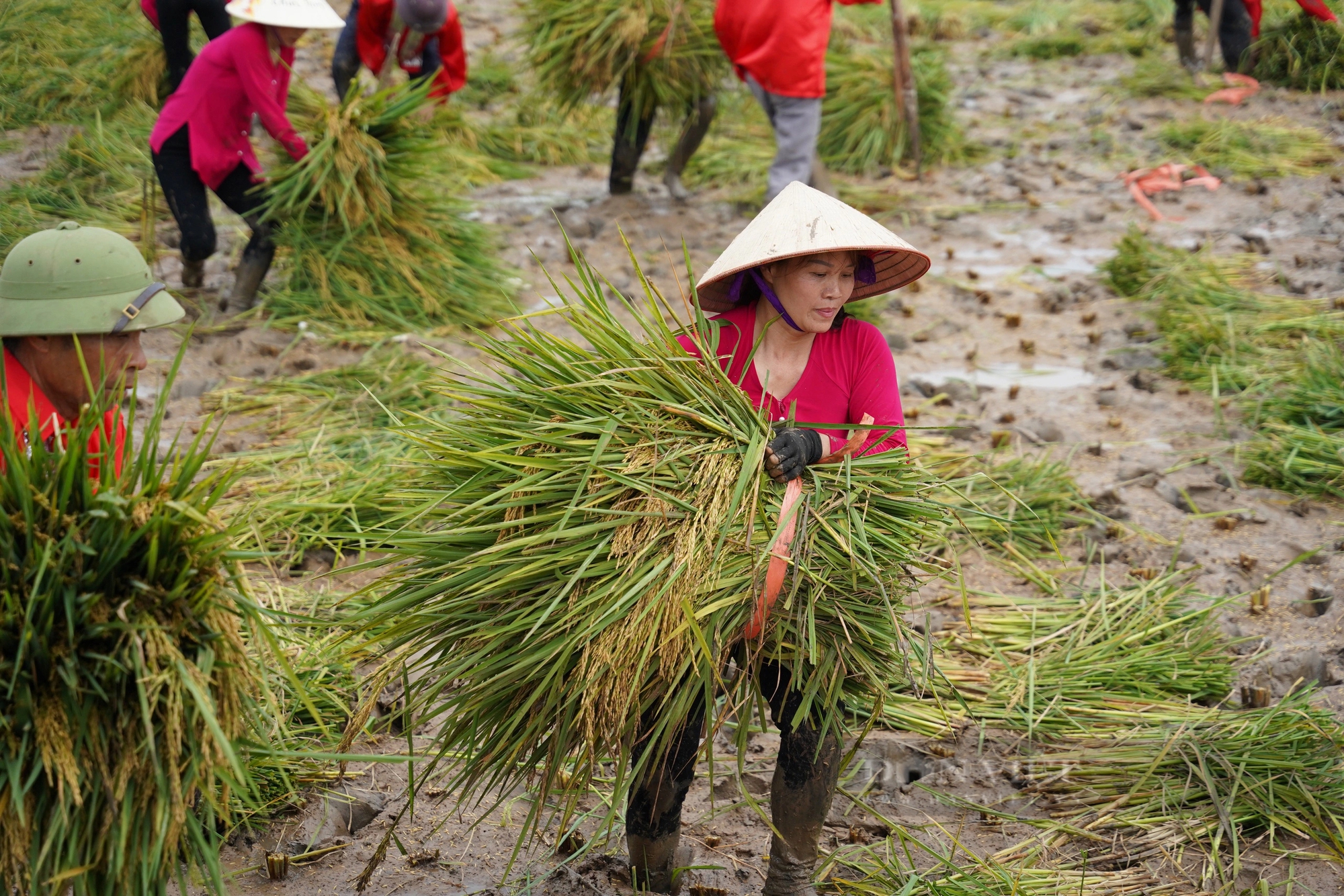 Một huyện của tỉnh Hải Dương, tổ chức ngày hội cho cây lúa, con rươi, Bộ trưởng Bộ NNPTNT đến tận nơi xem- Ảnh 8.