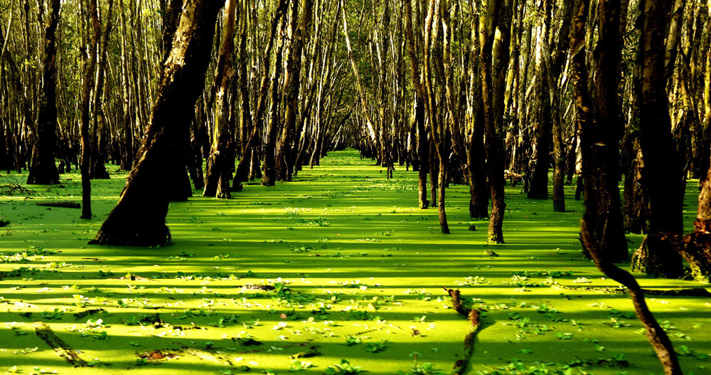 Đây là khu rừng nổi tiếng An Giang, lạ là muốn đi vô phải ngồi thuyền, mặt nước nổi dày đặc loại bèo này- Ảnh 2.