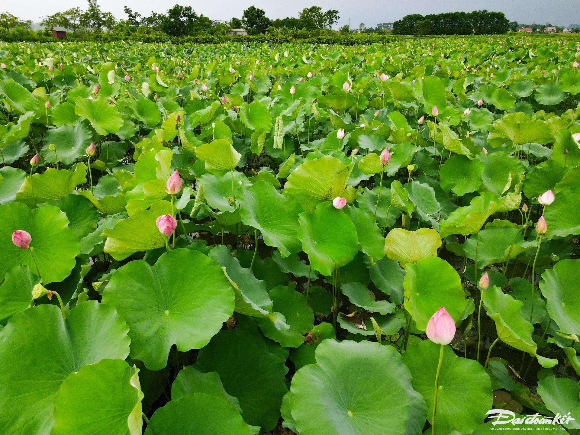Bên trong thành nhà Hồ ở Thanh Hóa trồng loại hoa sen cổ, mùi thơm ngào ngạt, dân tình tha hồ chụp ảnh- Ảnh 2.