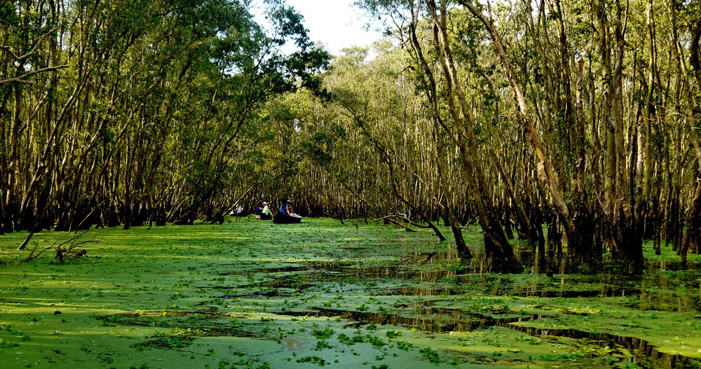 Đây là khu rừng nổi tiếng An Giang, lạ là muốn đi vô phải ngồi thuyền, mặt nước nổi dày đặc loại bèo này- Ảnh 1.