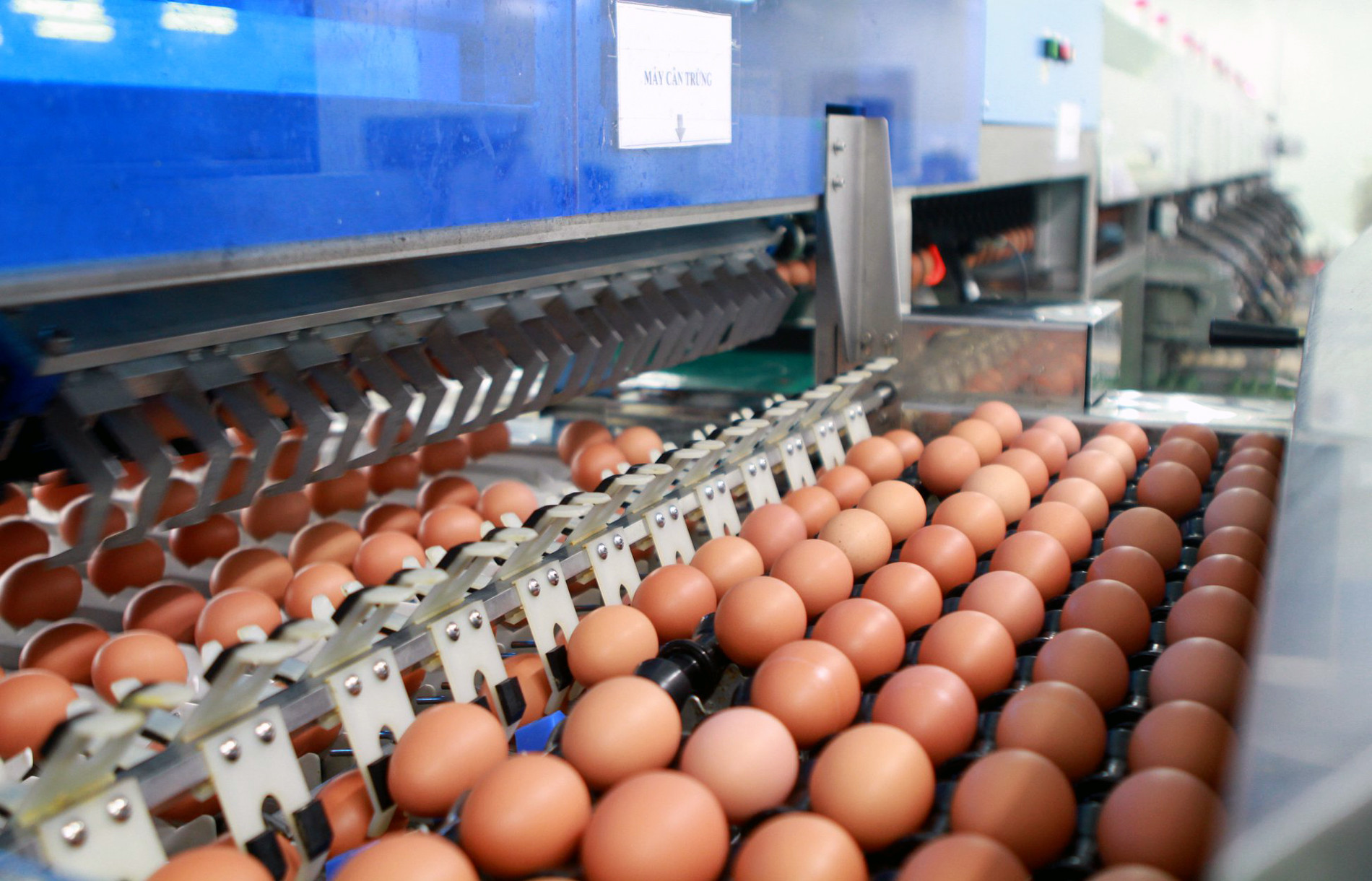 Nhà máy sản xuất trứng gà 800 tỷ đồng ở Phú Thọ bị ngân hàng 