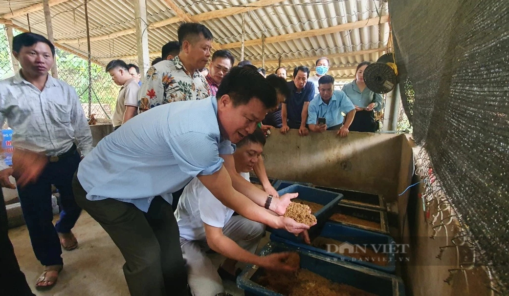 Nông dân Lào Cai thăm quan, học tập mô hình nuôi sâu canxi, nuôi giun trùn quế bằng rác thải hữu cơ- Ảnh 1.