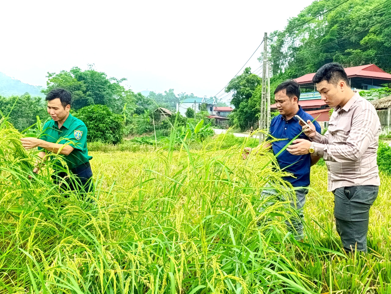 Hàng trăm hộ dân Phú Thọ mất trắng vụ xuân vì mua giống lúa lạ được "nổ" siêu năng suất trên mạng xã hội - Ảnh 2.