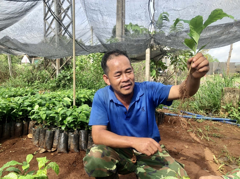 Nhiều nhà ở Gia Lai đang đổ xô trồng loại cây này sau khi đã phá bỏ chưa lâu- Ảnh 5.