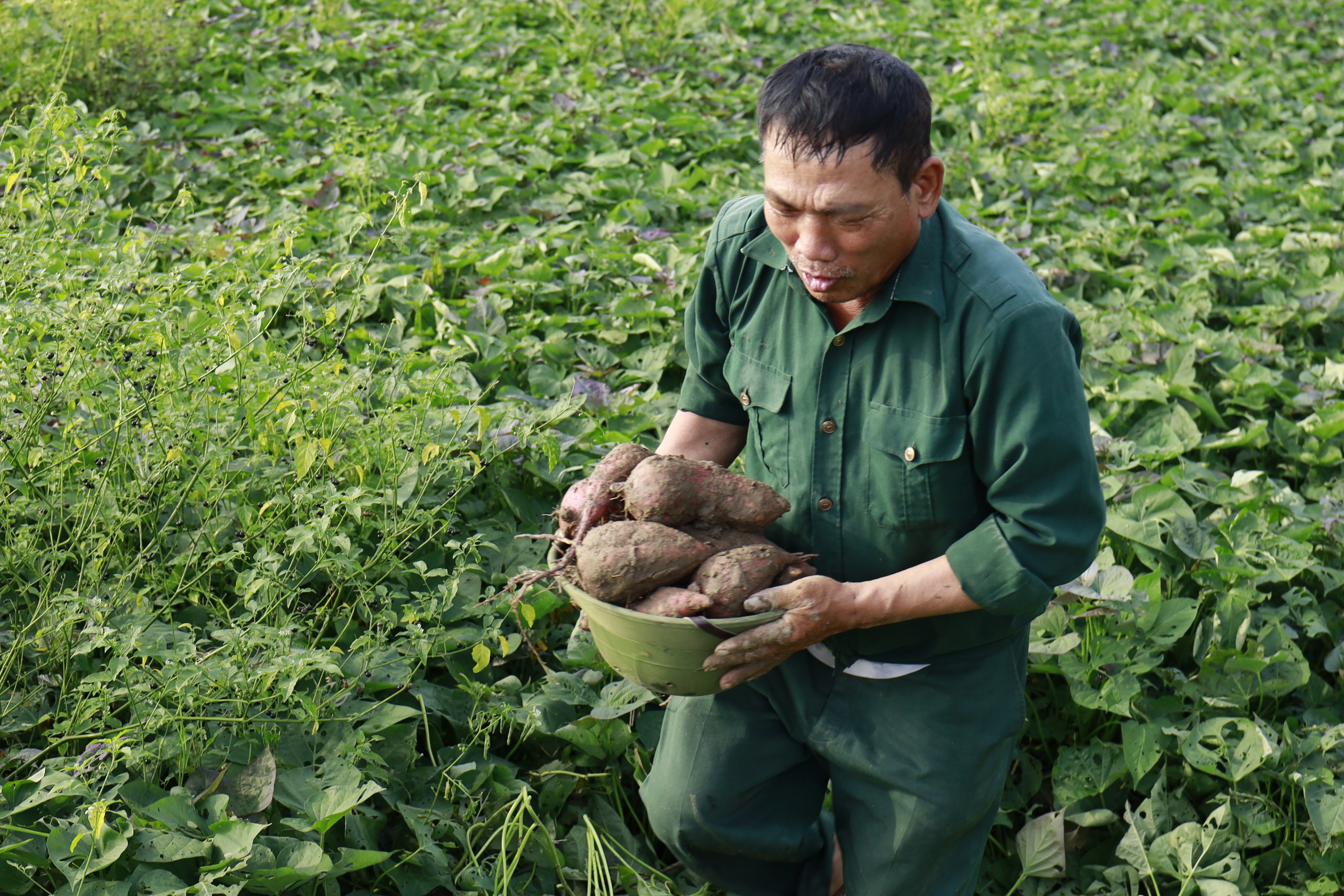 Hơn 20 đơn vị, cá nhân cùng Báo Dân Việt “tiếp lửa" tiêu thụ hàng chục tấn khoai lang giúp nông dân Hải Dương- Ảnh 14.