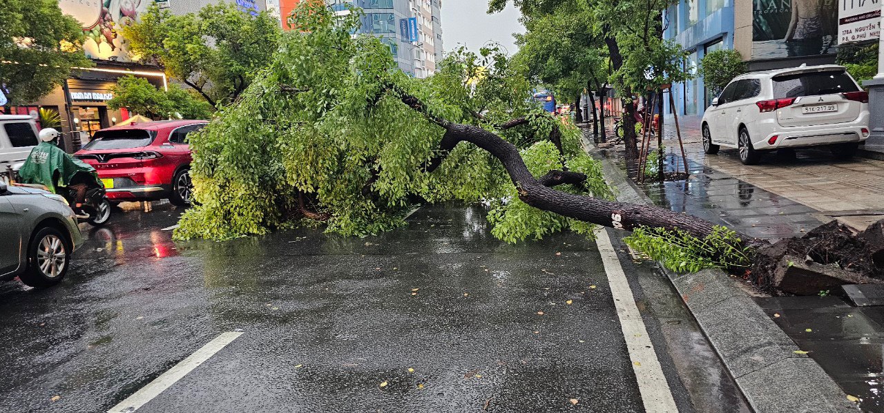 Cây đổ, đường ngập sâu ở trung tâm TP.HCM sau cơn mưa lớn- Ảnh 1.