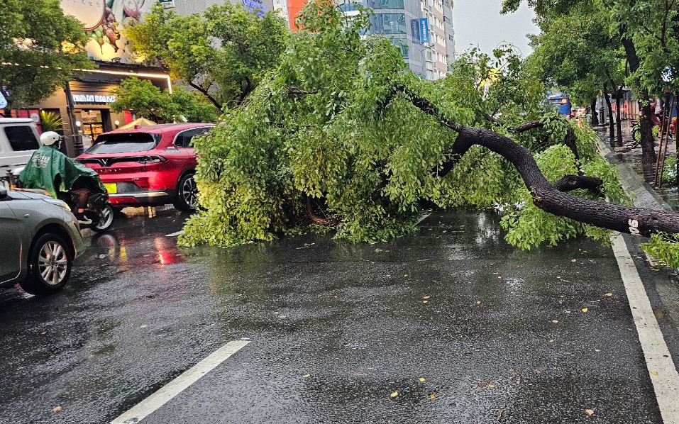 Cây xanh đổ ngã trong mưa lớn đè lên một người phụ nữ nhập viện trong tình trạng đa chấn thương - Ảnh 5.