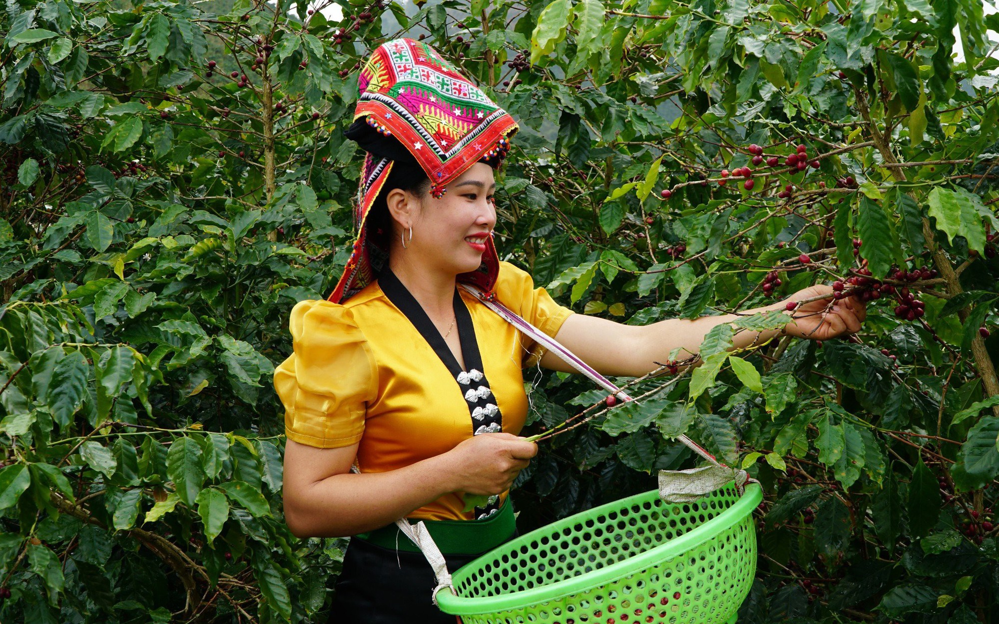 Cứ như nghe nhầm, giá cà phê càng tăng cao, doanh nghiệp cà phê Việt Nam phá sản càng nhiều?