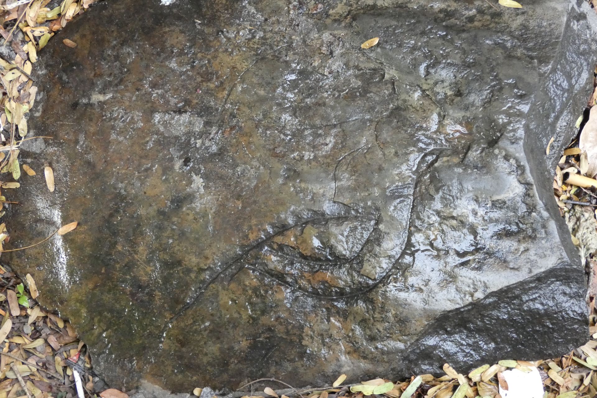 Phát lộ bất ngờ tại một gò đất cổ ở Tây Ninh, dấu tích hình con chim lạ trên phiến đá sa thạch vỡ- Ảnh 2.
