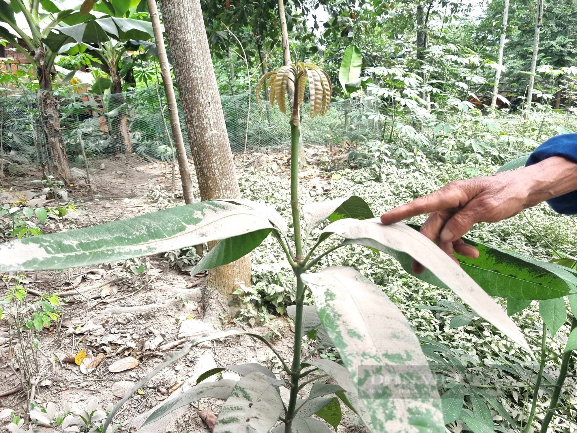 Ninh Bình: Người dân bất an sau những tiếng nổ lớn, ruộng vườn, rau màu... bị phủ bụi đá trắng xóa- Ảnh 6.