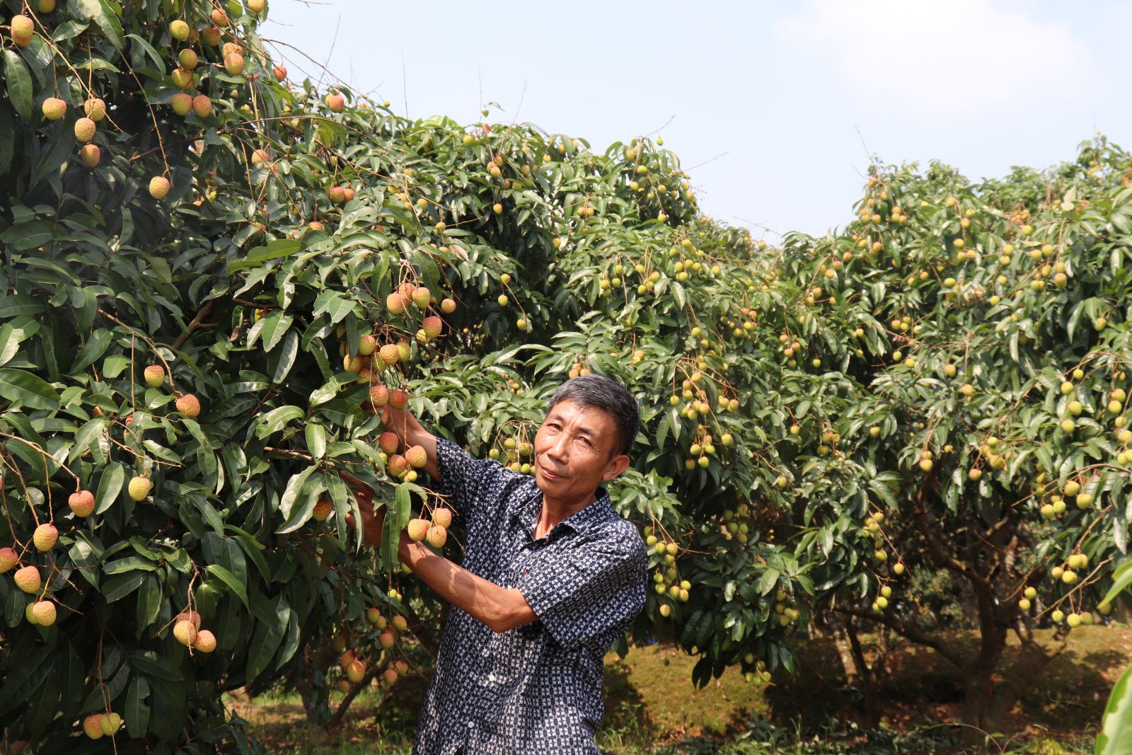 Ở Bắc Giang, ngước lên cây vải thiều buồn thiu toàn thấy lá, nông dân này trồng kiểu gì mà ra trái quá trời?- Ảnh 2.