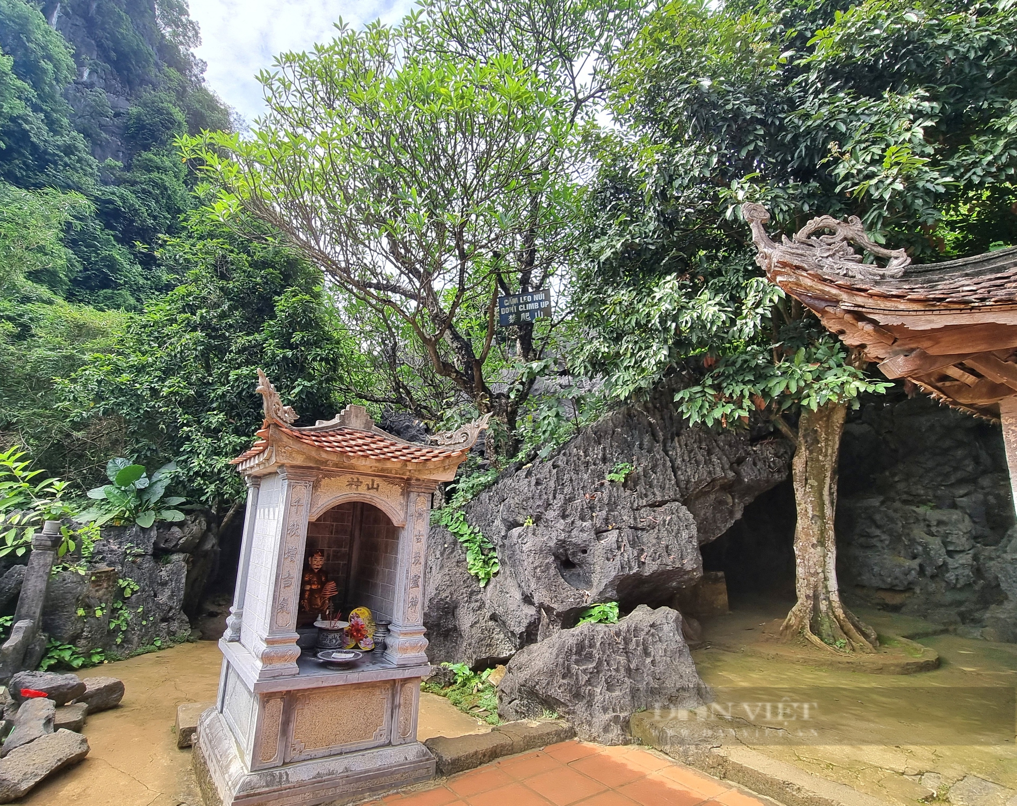 Một cây cổ thụ kỳ bí mọc trên khối đá khổng lồ cạnh chùa Thượng ở Ninh Bình- Ảnh 2.