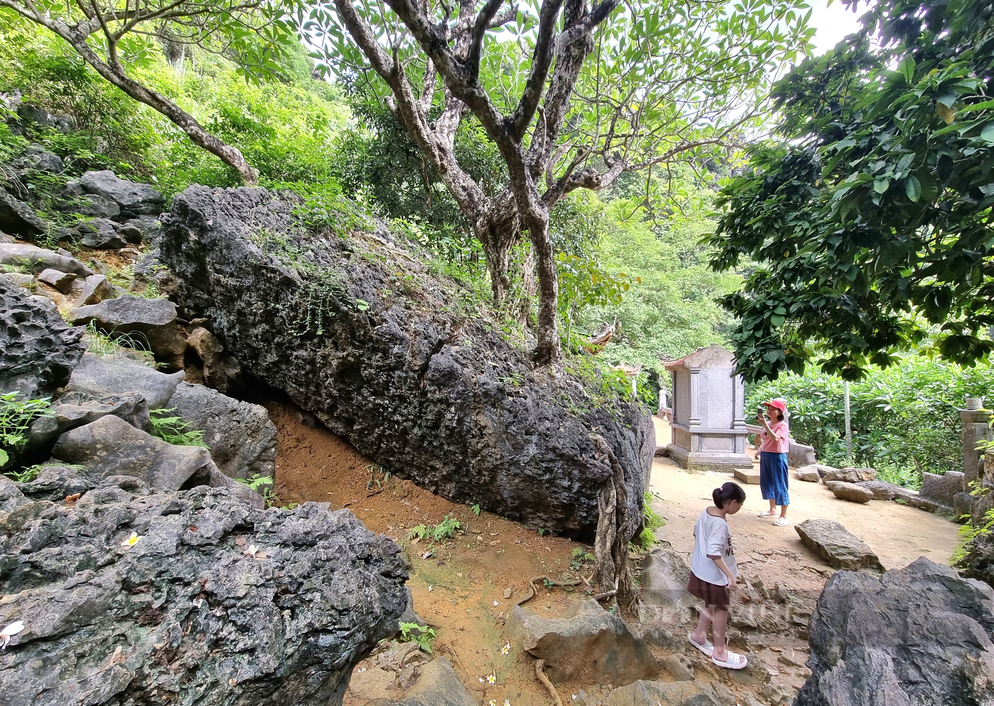 Một cây cổ thụ kỳ bí mọc trên khối đá khổng lồ cạnh chùa Thượng ở Ninh Bình- Ảnh 4.
