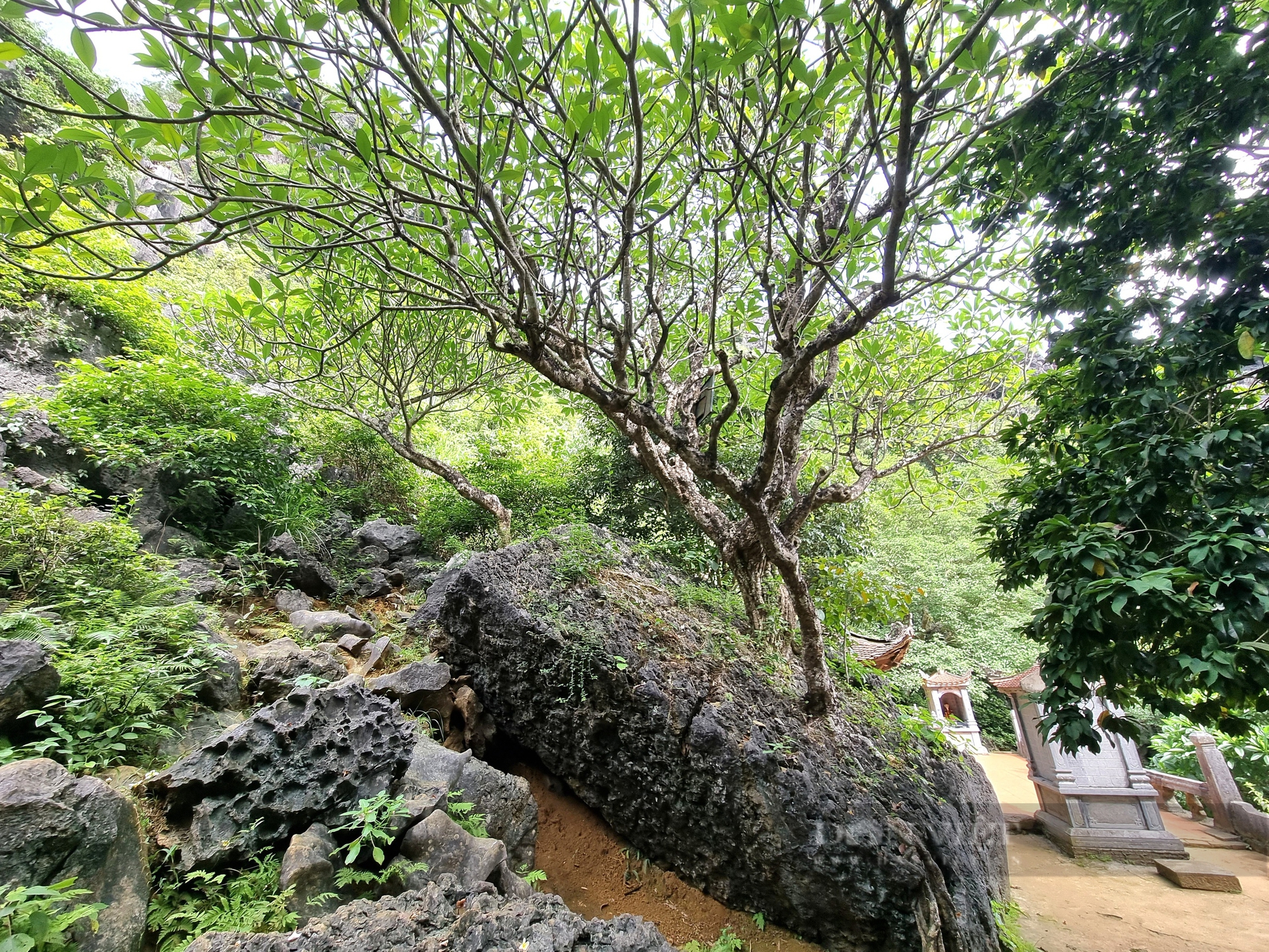 Một cây cổ thụ kỳ bí mọc trên khối đá khổng lồ cạnh chùa Thượng ở Ninh Bình- Ảnh 6.