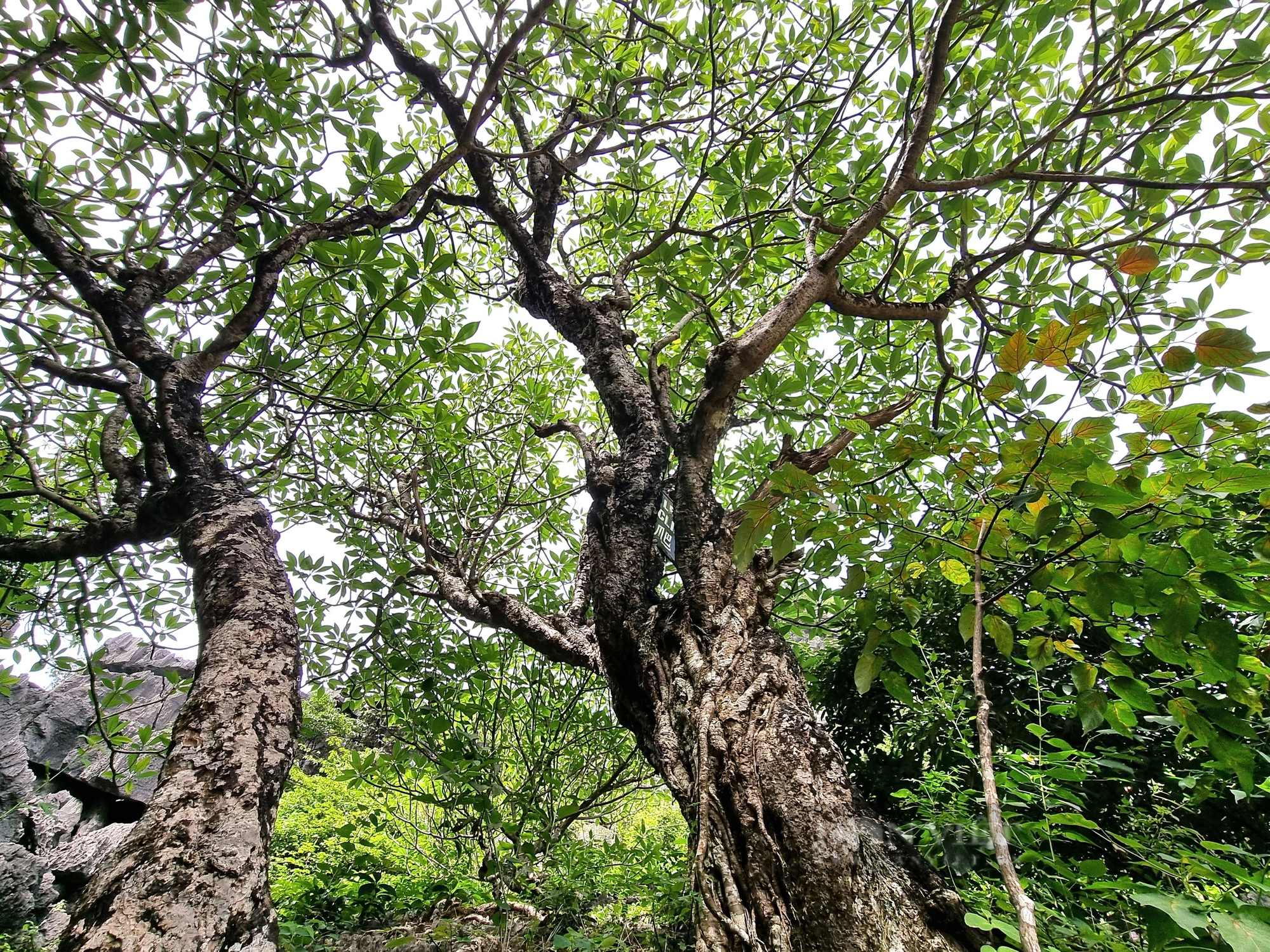 Một cây cổ thụ kỳ bí mọc trên khối đá khổng lồ cạnh chùa Thượng ở Ninh Bình- Ảnh 7.